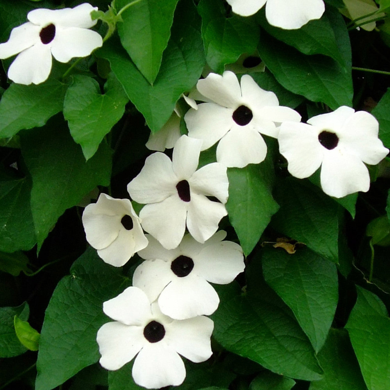 Mature Thunbergia Plant with Colorful Blooms