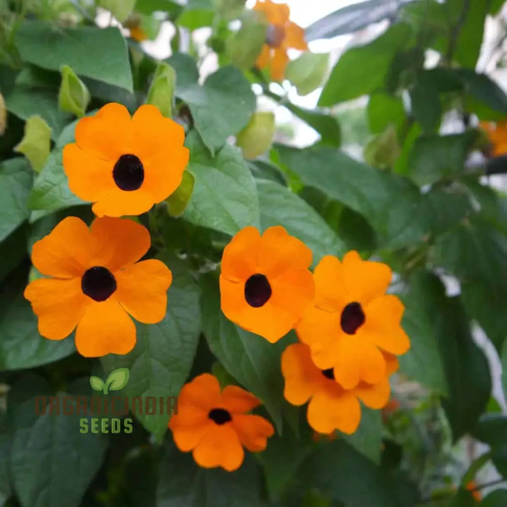 Thunbergia Orange Black Eye flower seeds for planting