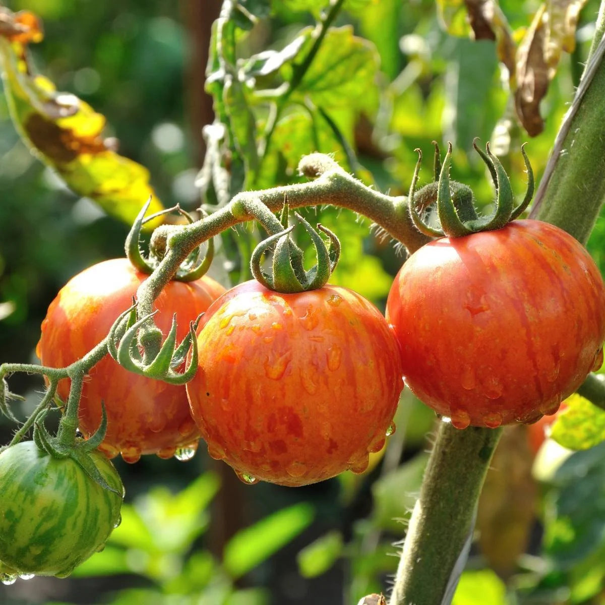 Ripe Tigerella Tomatoes Heirloom Sweet Juicy Striped Fruits