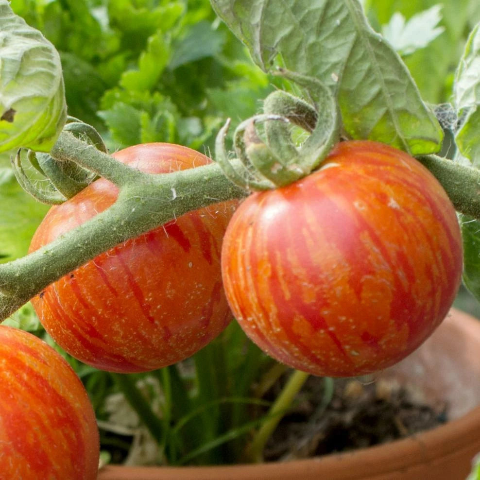 Tigerella Tomato Plant from Heirloom Non-GMO Seeds