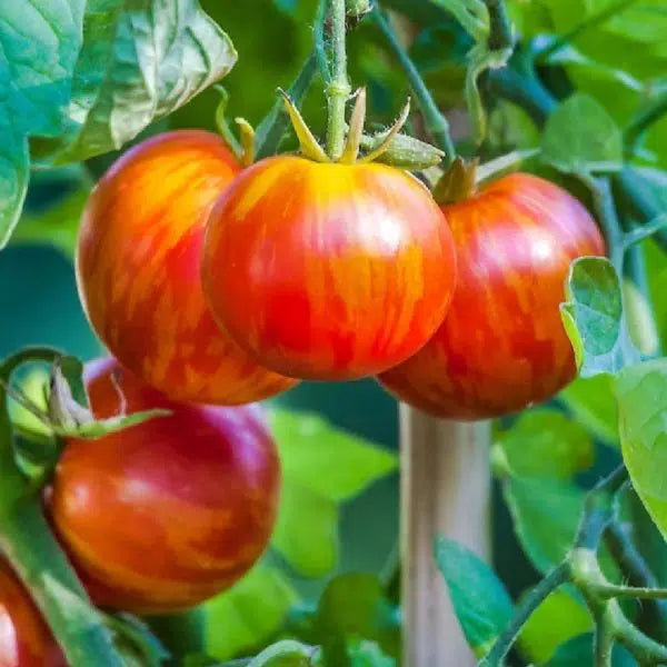 Tigerella Tomato Seeds Heirloom Striped Sweet High-Yield Variety