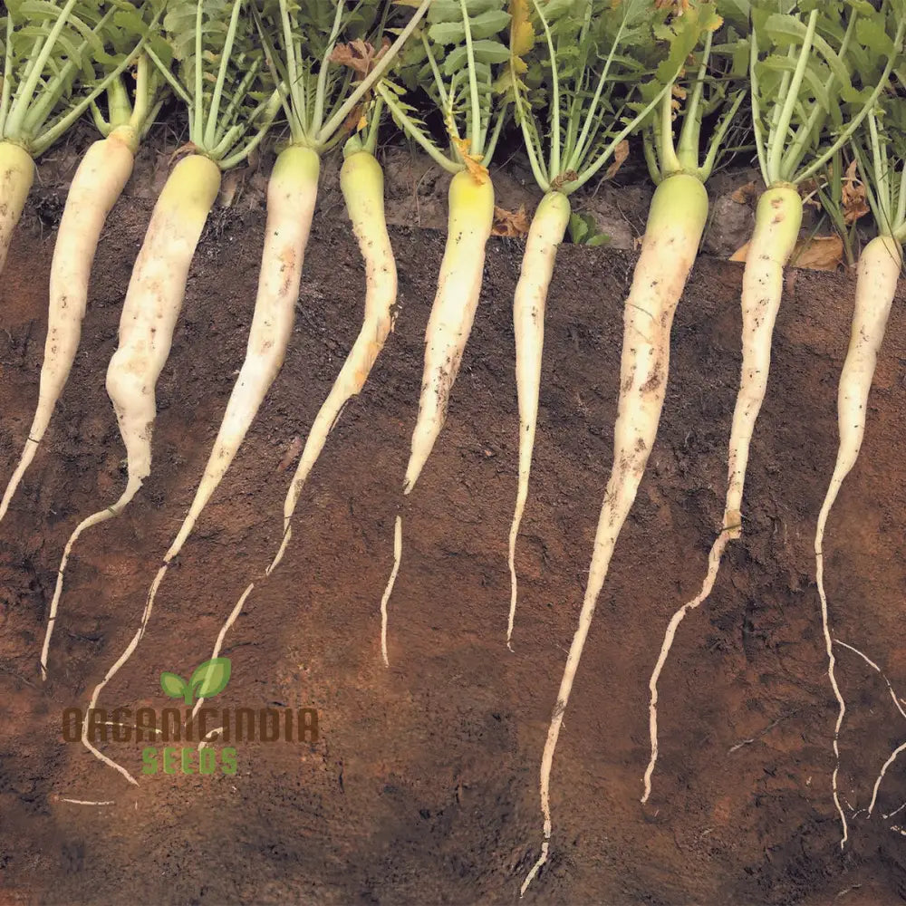 Tillage Radish Seeds for Planting, Premium Quality Non-GMO Seeds