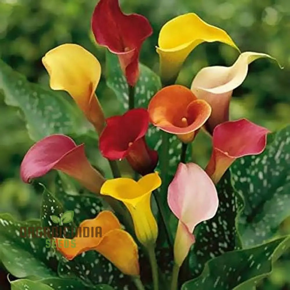 Timeless Beauty Calla Lily Bulbs for your Outdoor Haven(3 Bulbs for Planting)