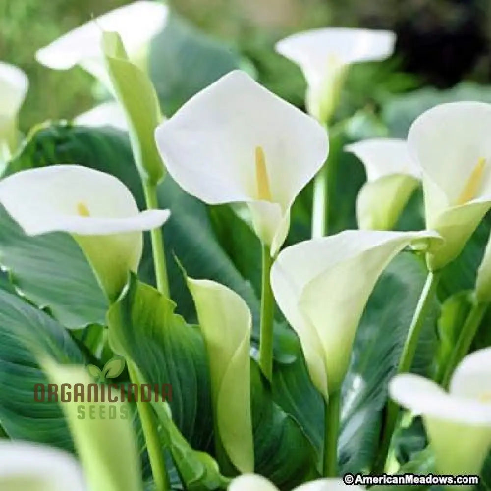 Ampoules de lys Calla de beauté intemporelle pour votre refuge extérieur (3 ampoules pour la plantation)