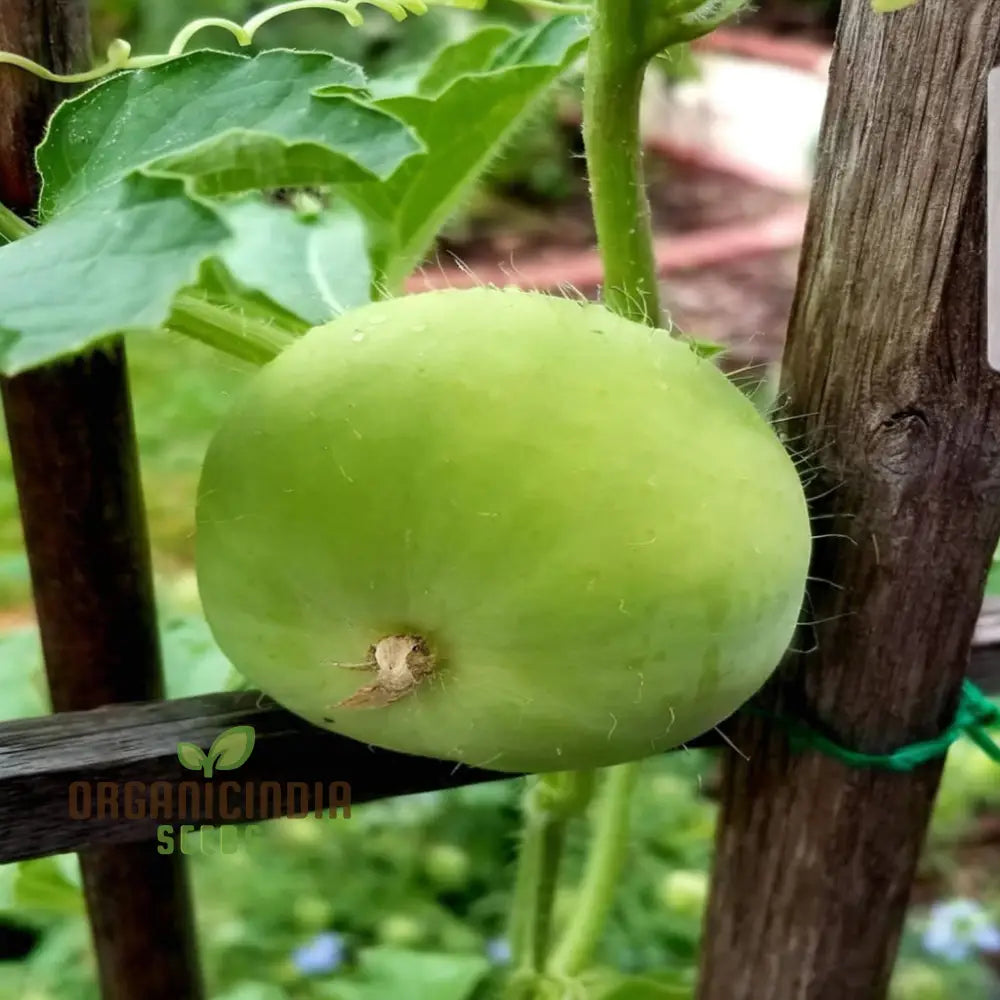 Fresh Indian Round Gourds from Tinda Seeds, Tender Green Fruits