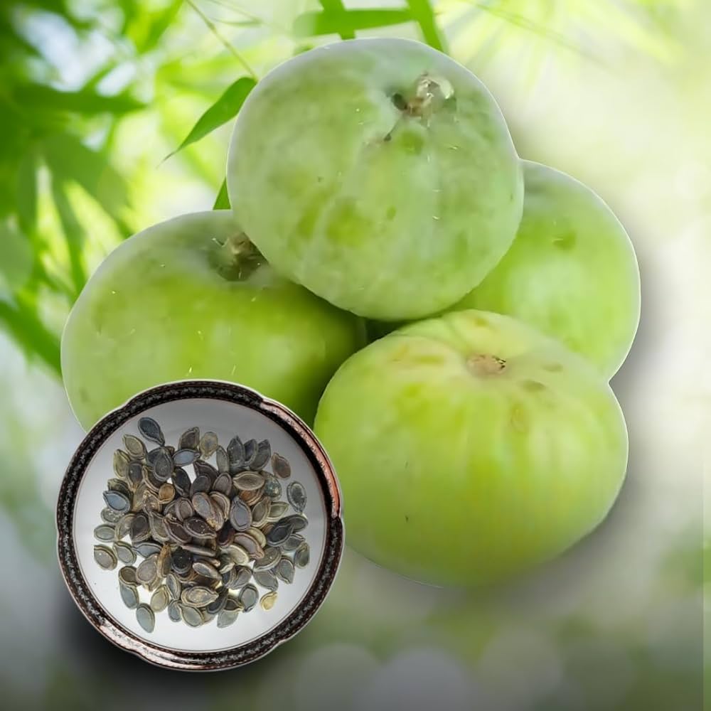 Harvesting Tinda Gourds from Organic Indian Round Gourd Seeds