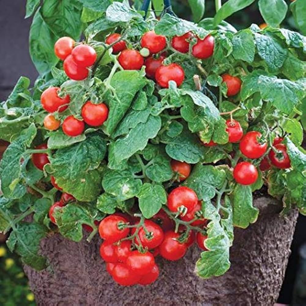 Ripe Tiny Tim Cherry Tomatoes Heirloom Sweet Juicy Fruits