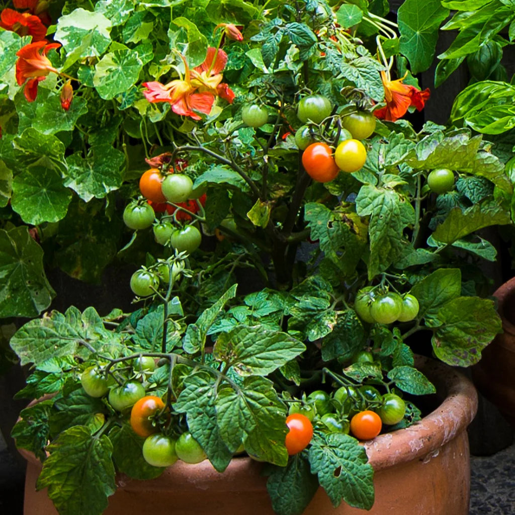 Tiny Tim Tomato Seeds Dwarf Cherry Heirloom High-Yield Variety