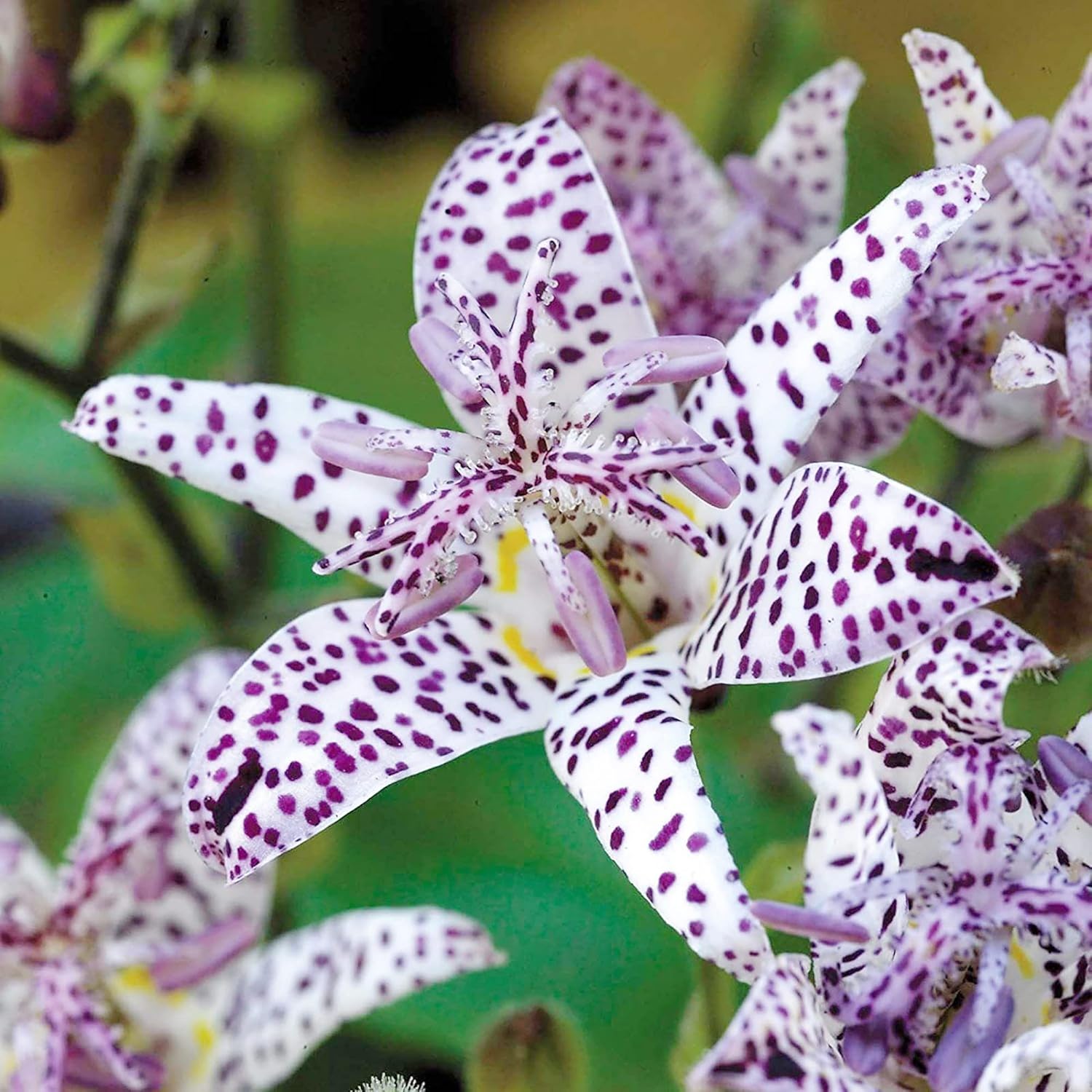 Japanese Toad Lily Bloom Close Up Grown from Seeds