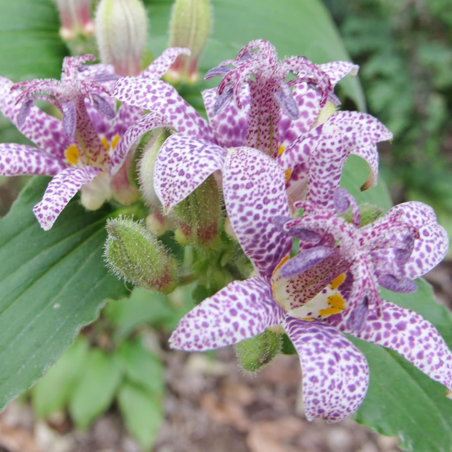 Toad Lily Plant in Pot Grown from Seeds for Patio Garden