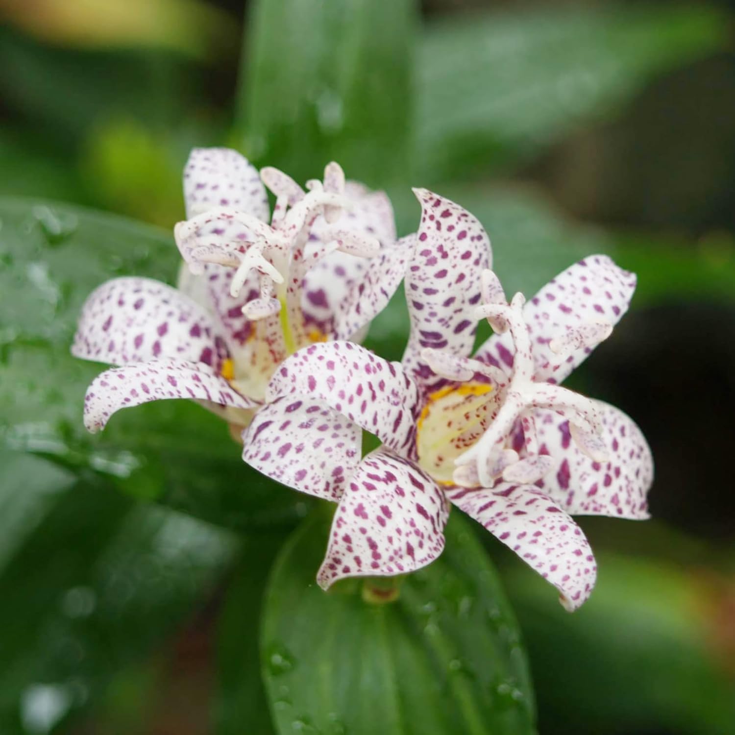 Toad Lily Seedling Growing from Seeds in Garden Soil