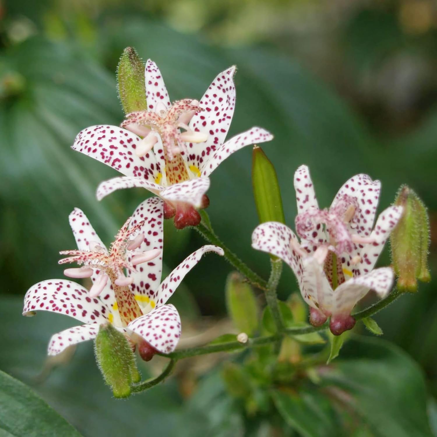 Japanese Toad Lily Seeds for Shaded Garden Planting