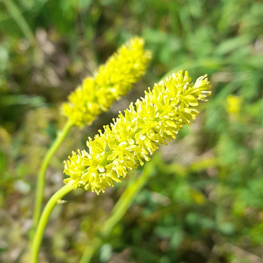 Tofieldia seeds germinating in seed tray for moist garden areas