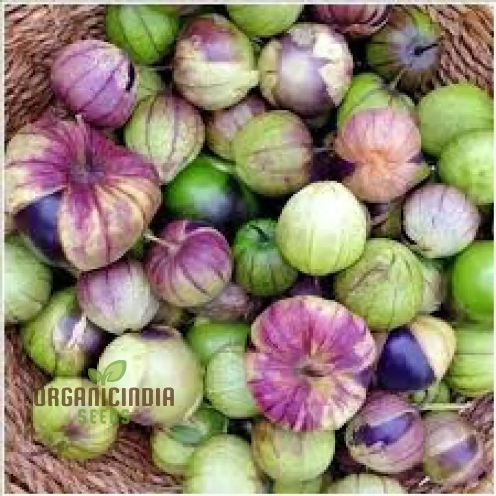 Harvested De Milpa Tomatillos from Seeds, Perfect for Salsa Verde and Mexican Recipes