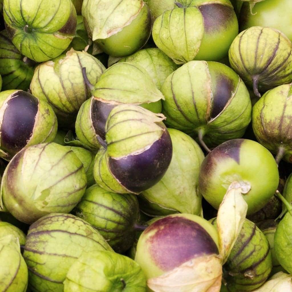 De Milpa Tomatillo Plants Growing in Garden Beds from Seeds, Productive Heirloom Variety