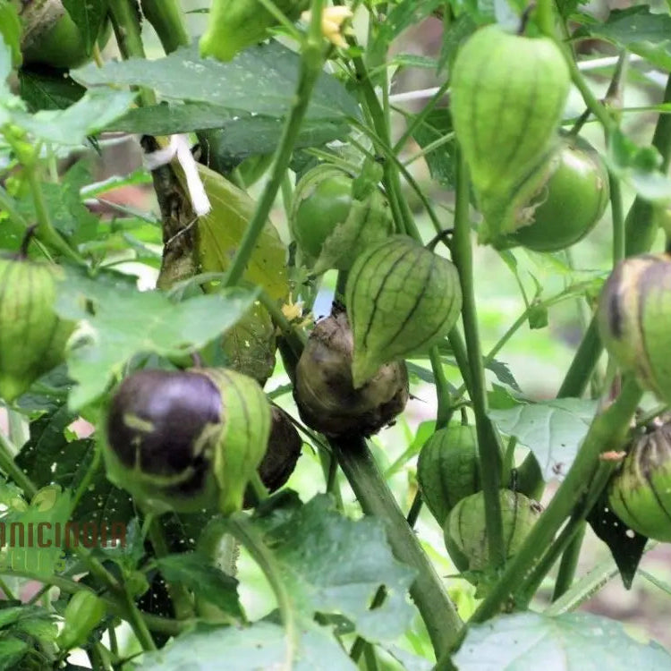 De Milpa Tomatillo Plant from Seeds, Vigorous Growth and Green Fruits in Husks