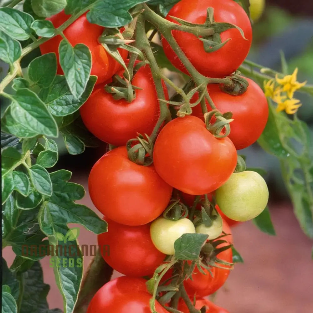 Mature Tomato Alicante Plant from Seeds, Vibrant Red Juicy Fruits