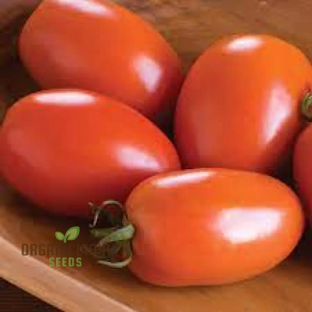 Amish Paste Tomato Plant Growing in Container from Seeds