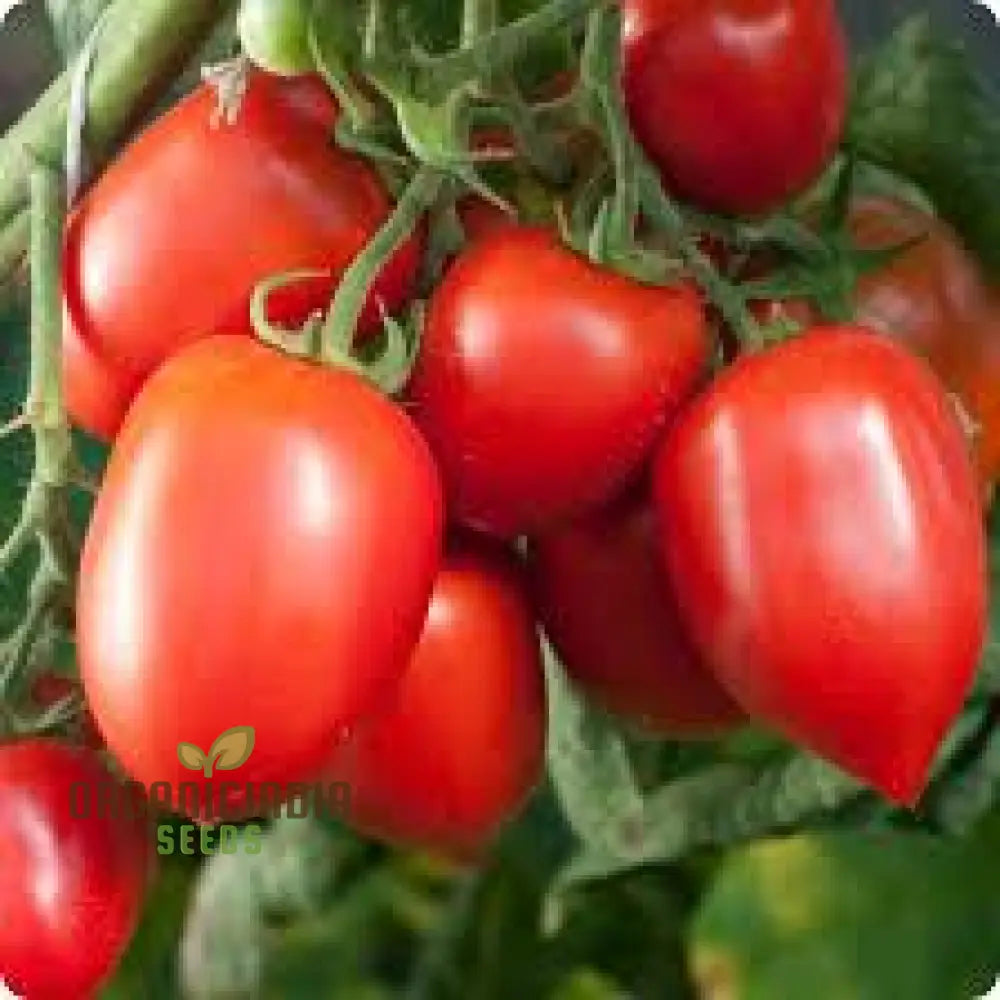 Amish Paste Tomato Seeds for Home Garden, Heirloom Garden Tomato Seeds