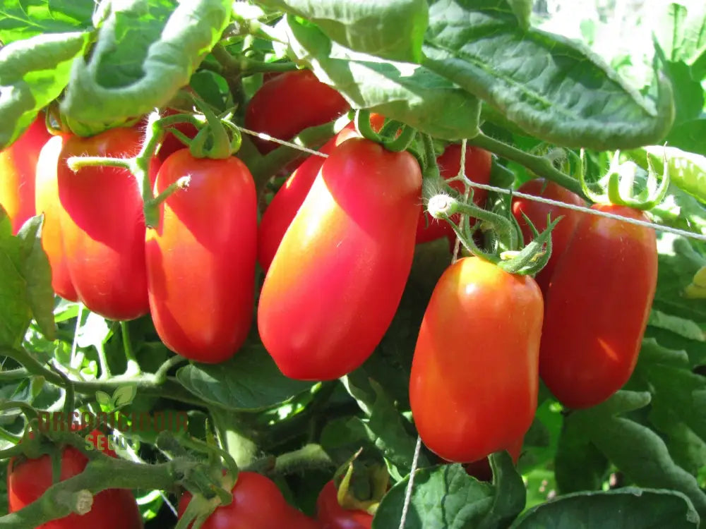 Harvested Bellandine Tomatoes from Garden, Premium Vegetable Seeds