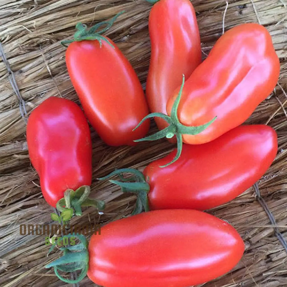 Mature Bellandine Tomato Plant with Fruits, High-Yield Home Garden Vegetable Seeds