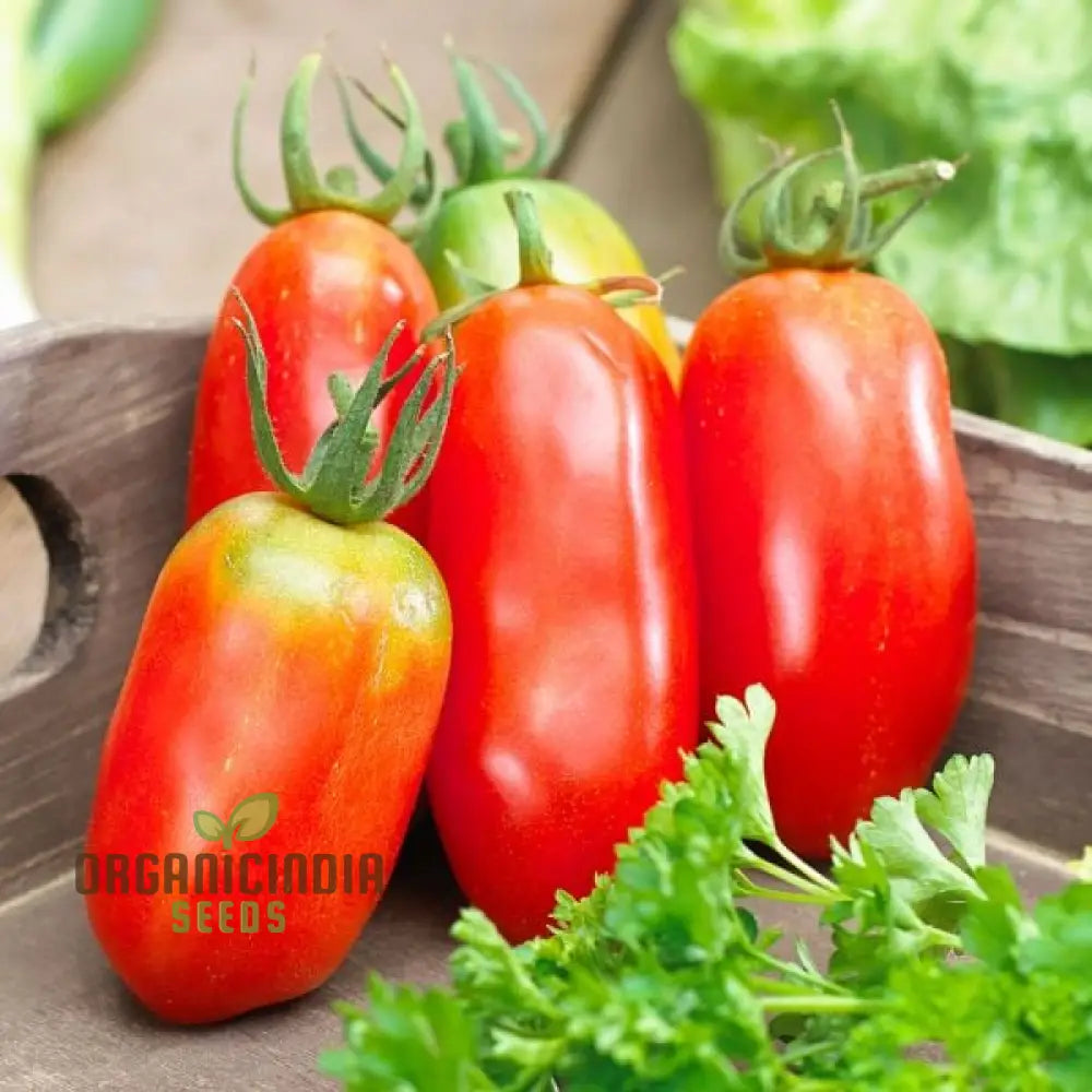 Tomato Bellandine Seeds for Home Garden, Premium Vegetable Seeds