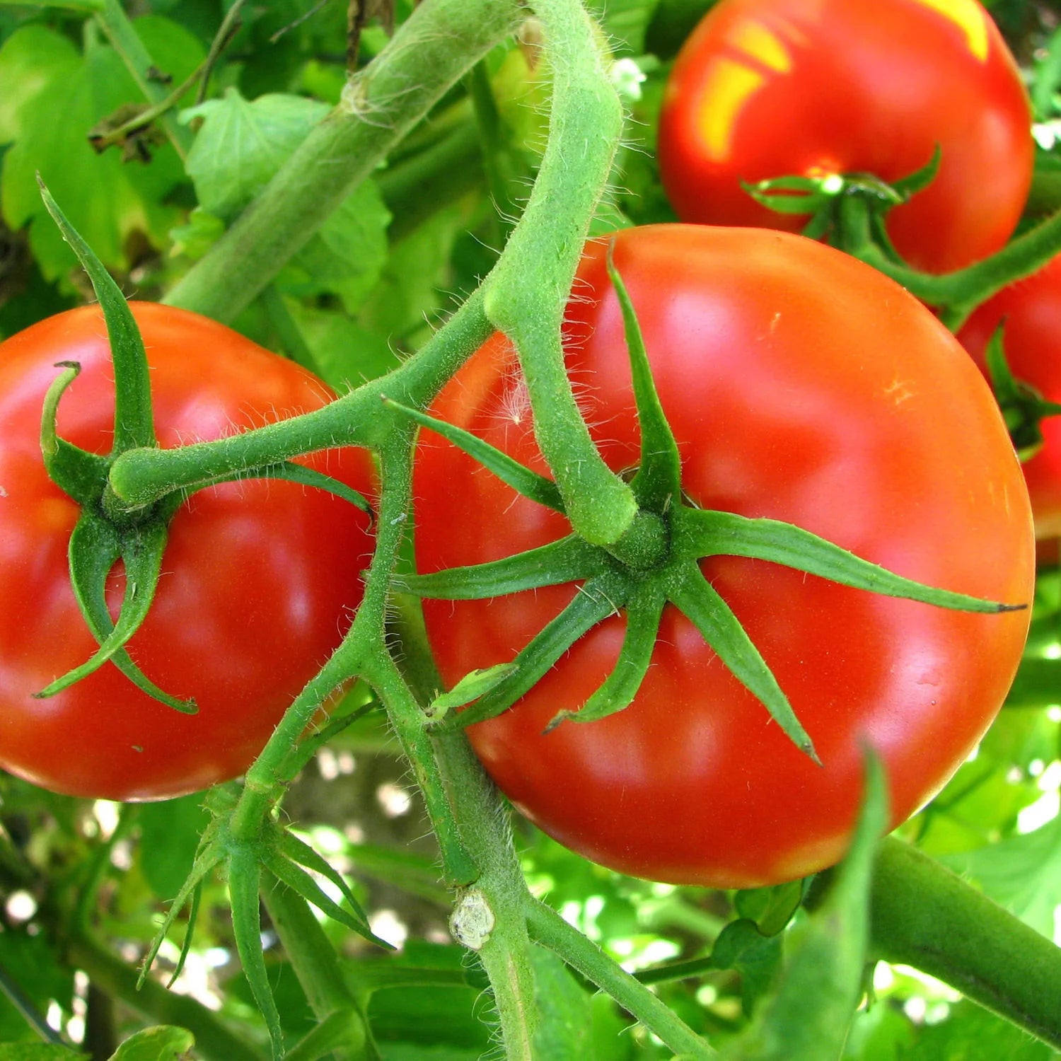 Big Boy Tomato Seedling in Garden, Easy-to-Grow Hybrid Tomatoes