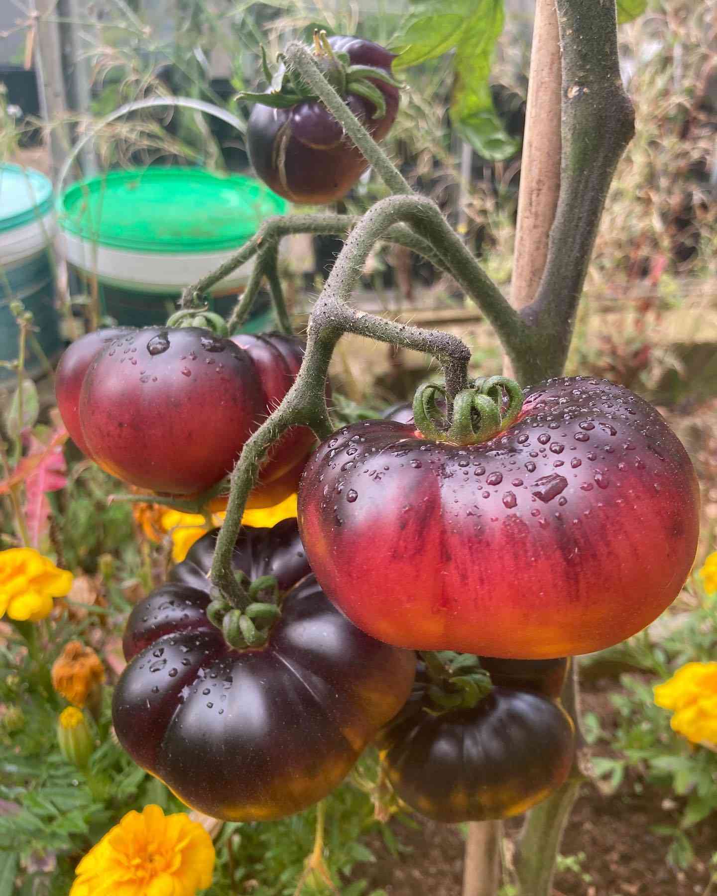 Blue Beauty Tomato Seeds Heirloom Organic High Yield Variety
