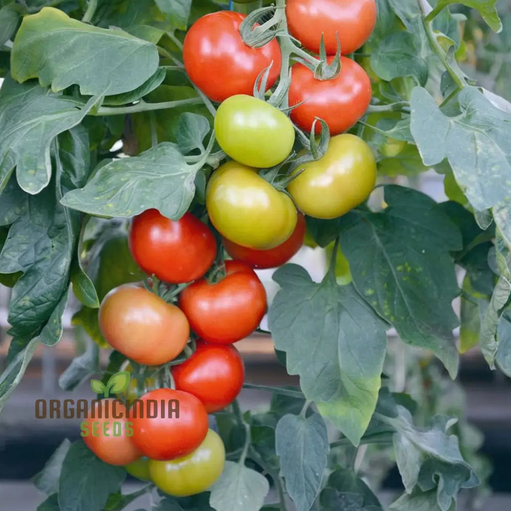 Tomatensamen Cocktail Crush F1 – Krautfäuleresistente Cocktailtomate Für Garten & Balkon