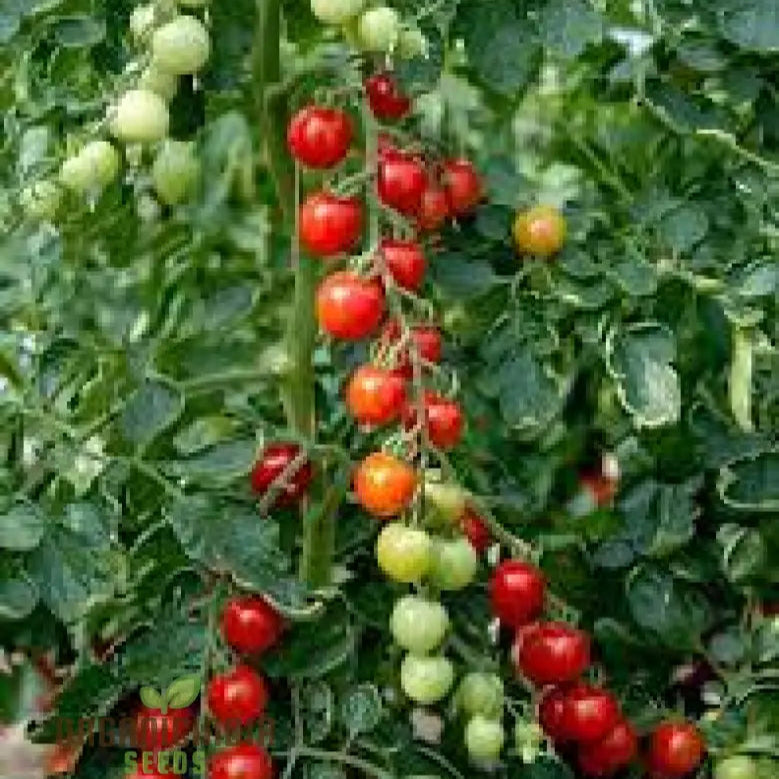 Tomato Consuelo Seeds Packet: Premium Quality For Expert Gardening And Homegrown Excellence