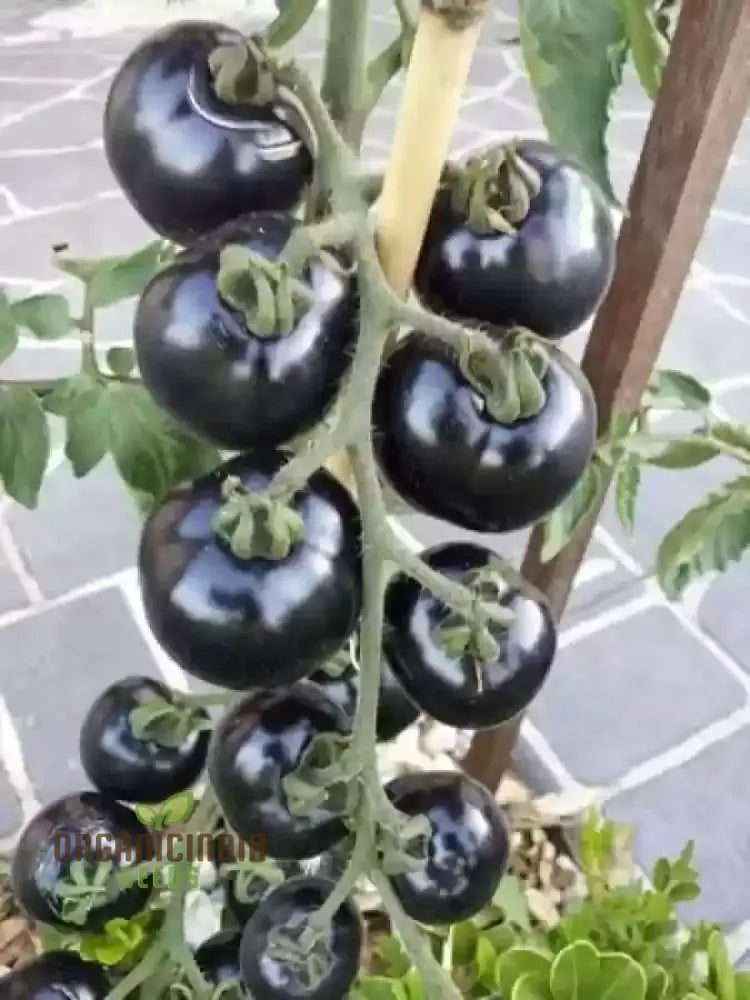 Ripe Eight Ball Tomatoes from Seeds, Homegrown Garden Tomatoes