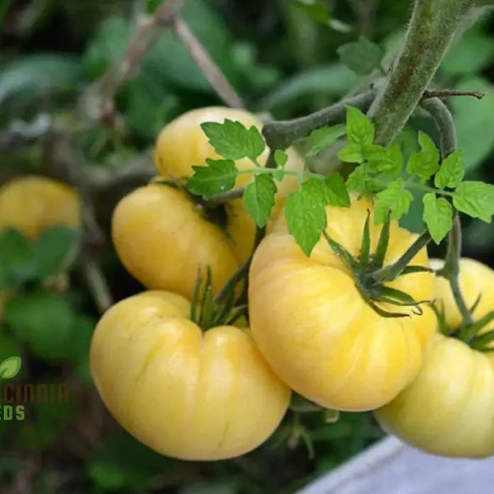 Mature Tomato Great White Plant from Seeds, Indeterminate Vine