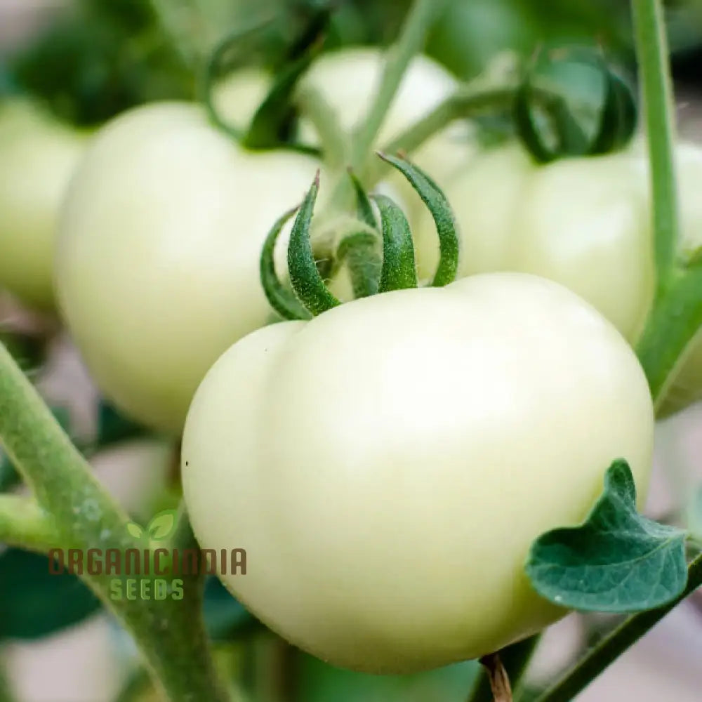 Tomato Great White Seeds for Planting, Heirloom Organic Vegetable Seeds