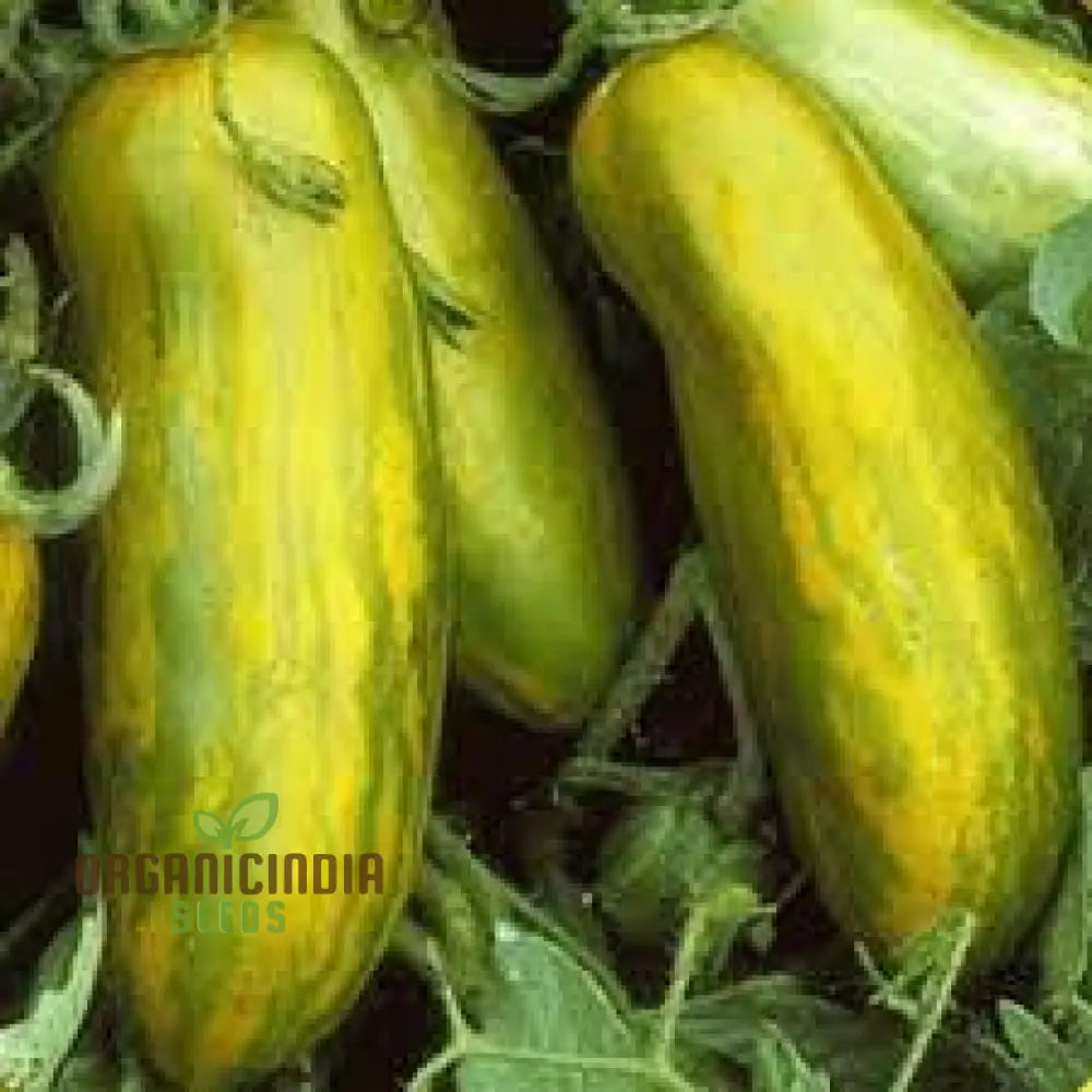 Green Sausage Tomato Seeds for Planting, Heirloom Variety