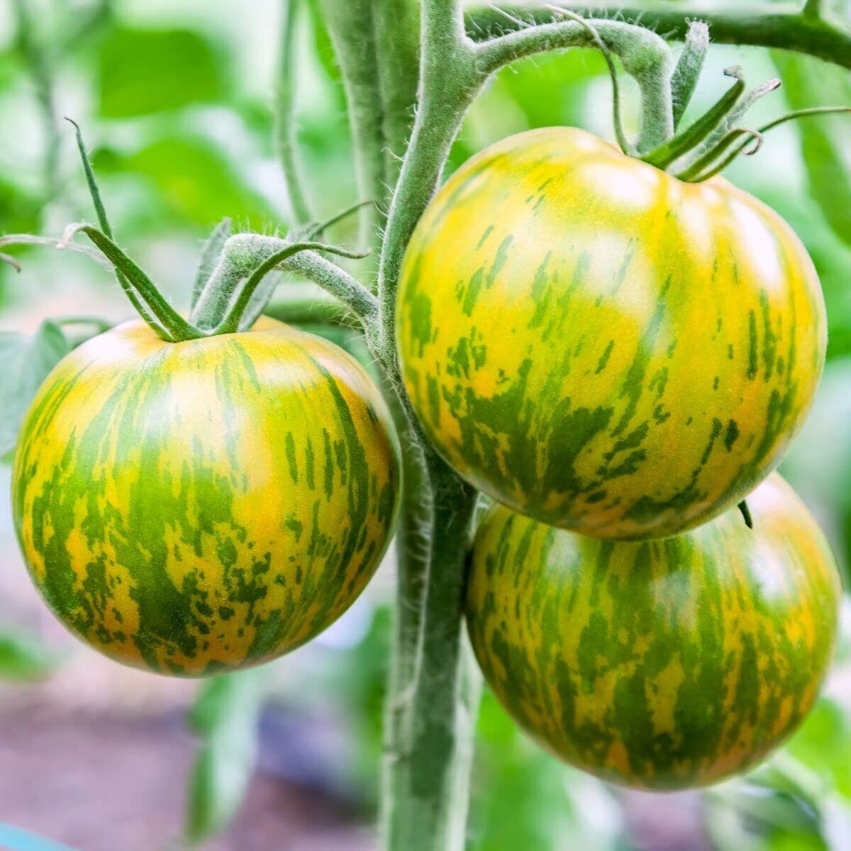 Ripe Green Zebra Tomatoes with Golden Stripes from Seeds