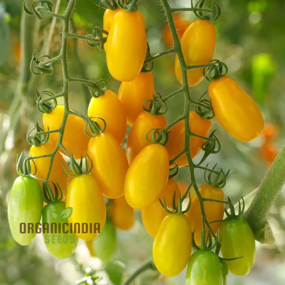 Ripe Ildi Tomatoes from Seeds, Golden Yellow Cherry Tomatoes