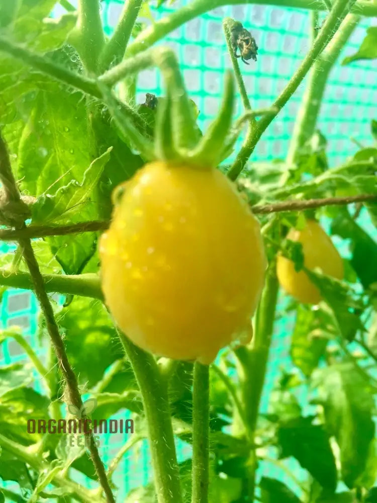 Ildi Tomato Plant from Seeds, Indeterminate High-Yield Variety