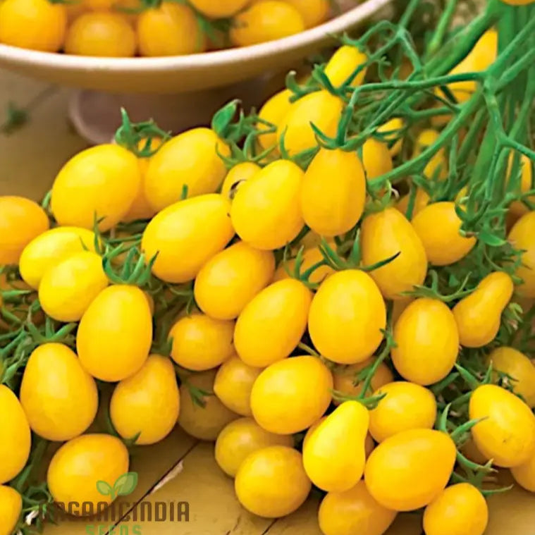Ildi Tomato Seeds for Planting, Yellow Cherry Tomato Variety