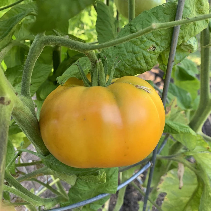 Ilse's Yellow Latvian Tomato Plant Growing in Container, Home Garden Tomato Seeds