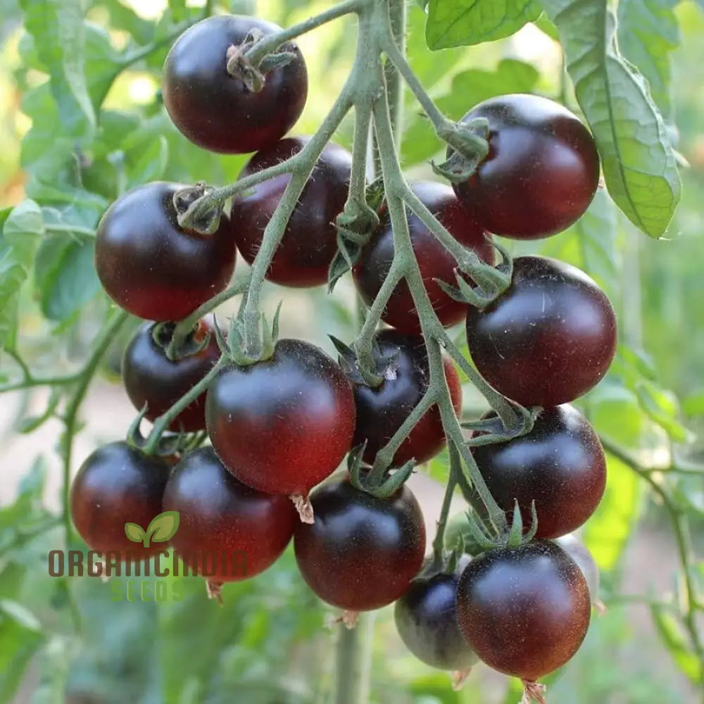Mature Indigo Cherry Drops Tomato Plant with Dark Purple Fruits