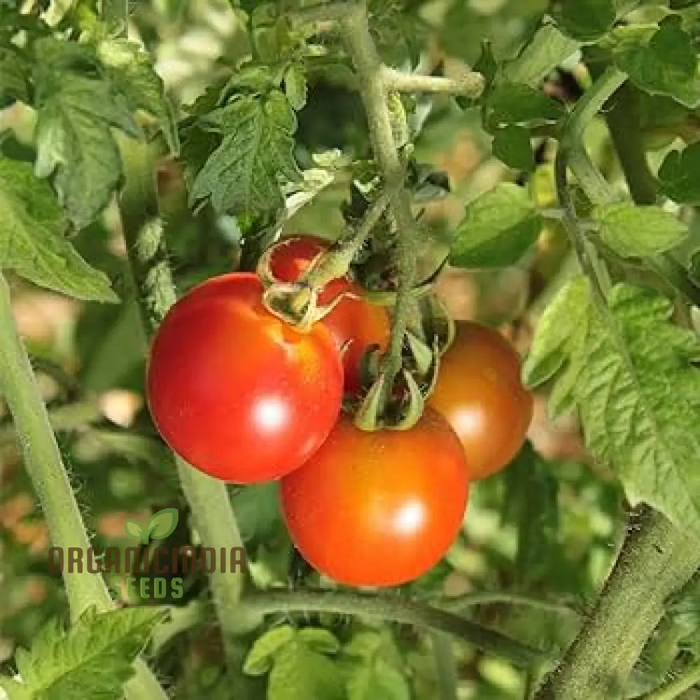 Tomato Kamatis Na Ligaw Seeds â€“ Premium Quality For Gardening