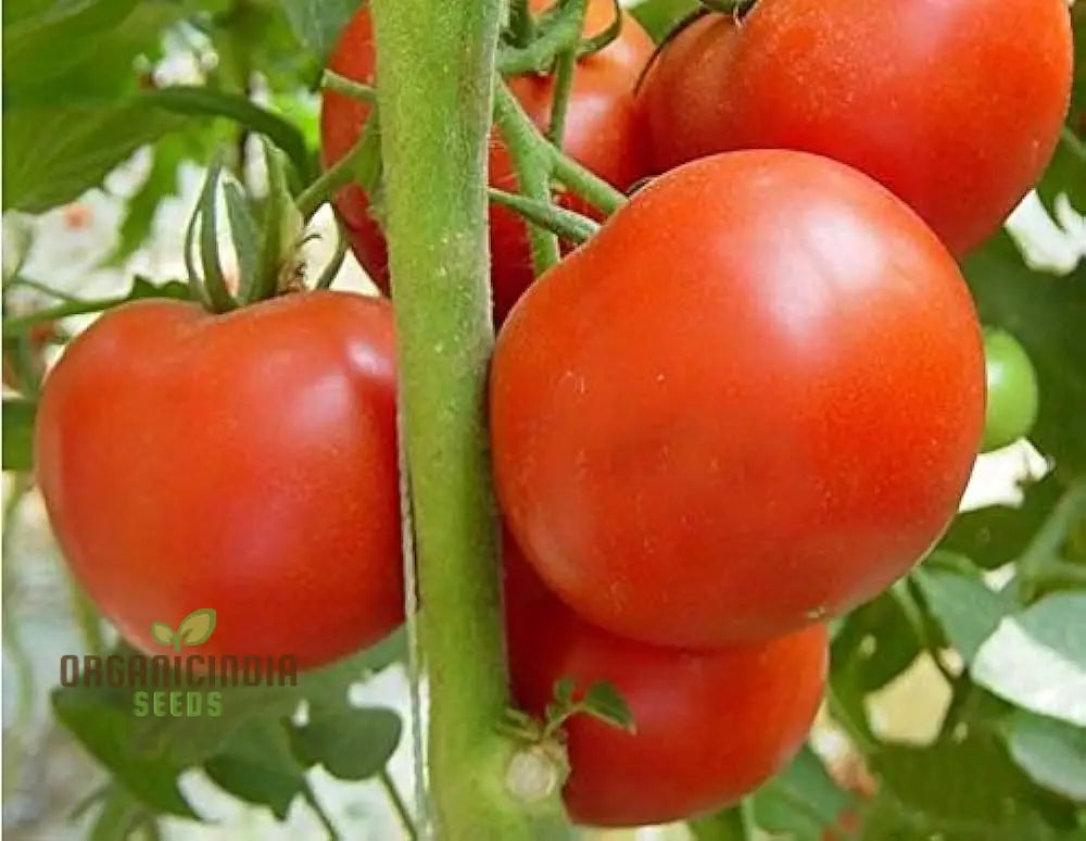 Ripe Red Knockout Tomatoes on the Vine, High-Yield Tomato Seeds