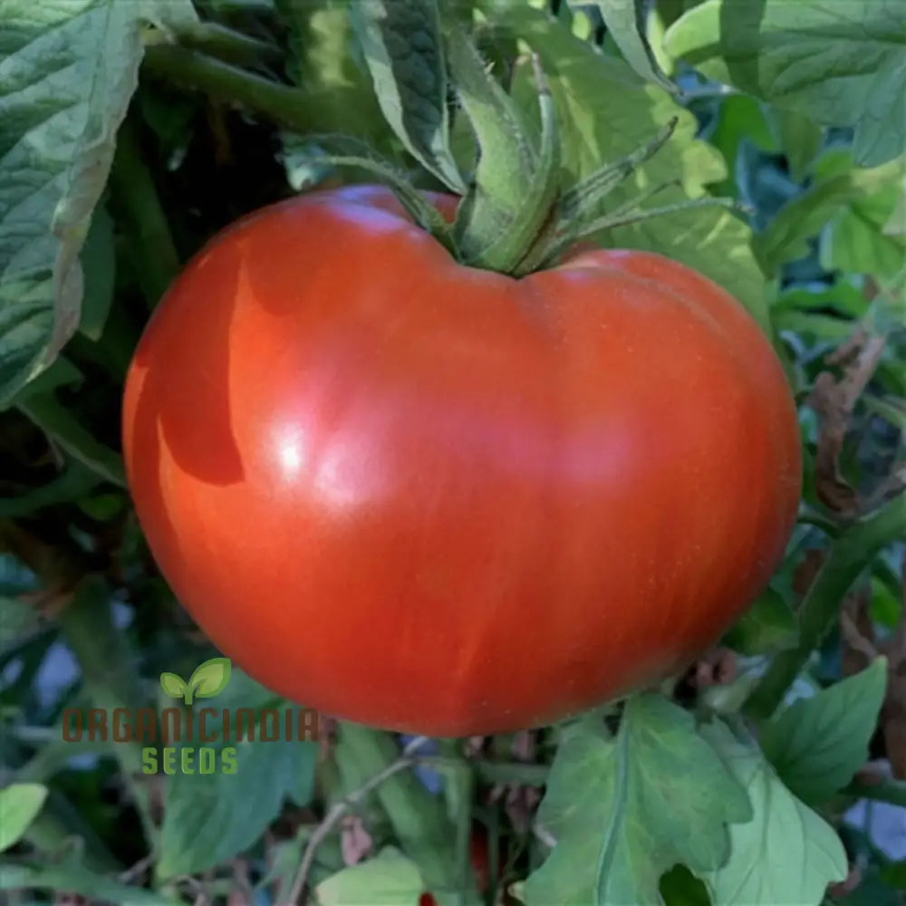Knockout Tomato Seeds Packet, Non-GMO Red Tomato Variety