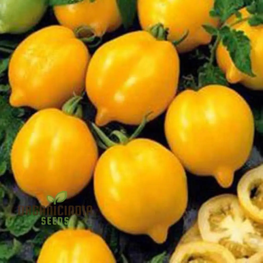 Lemon Tree Tomato Seeds for Planting, Heirloom Yellow Tomato Seeds