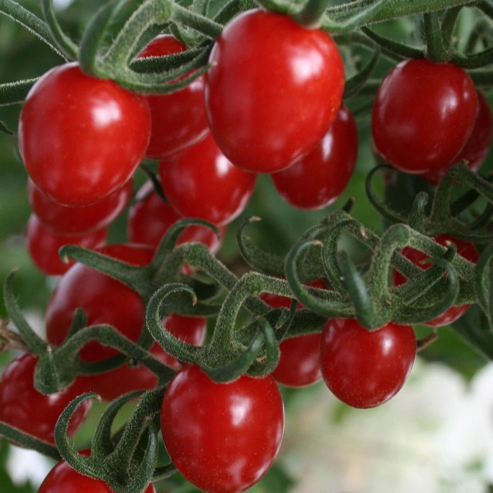 Lizzie Bell Tomato Plant with Green Fruits, Productive Garden Variety