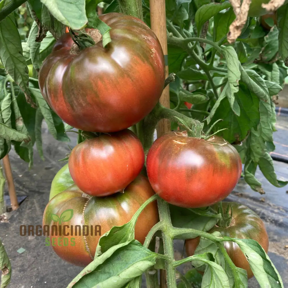Tomato Medusa vegetable seeds, cultivating a unique variety that