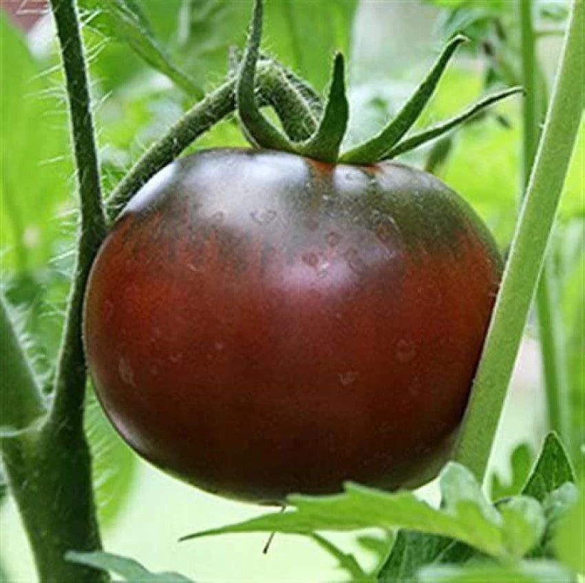 Mature Tomato Memorabilia Plant from Seeds, Tall and Productive Tomato Plant