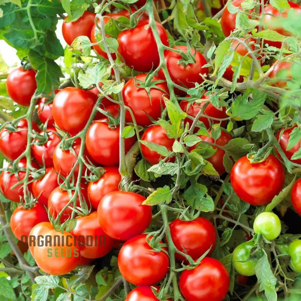 Moneymaker Tomato Plant with Green Fruits, High-Yield Garden Variety