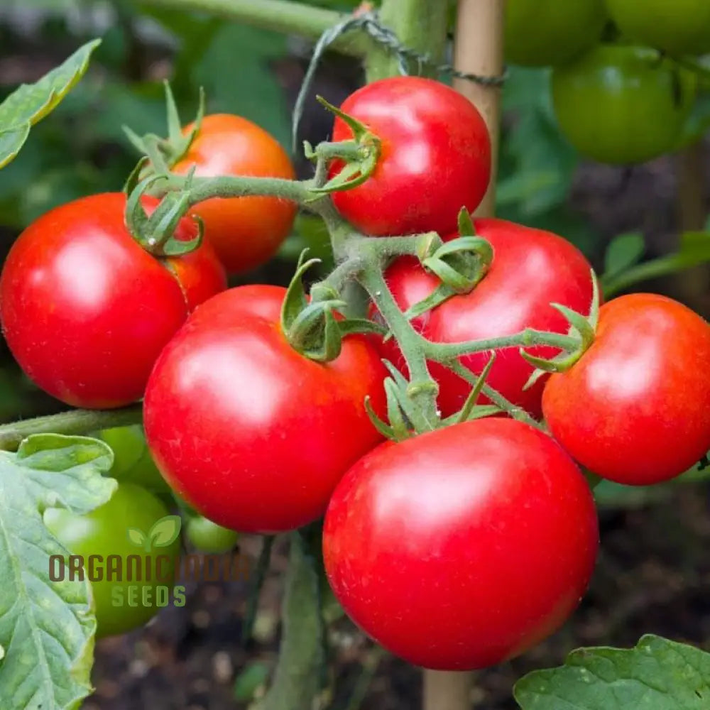 Ripe Red Moneymaker Tomatoes on the Vine, Organic Tomato Seeds
