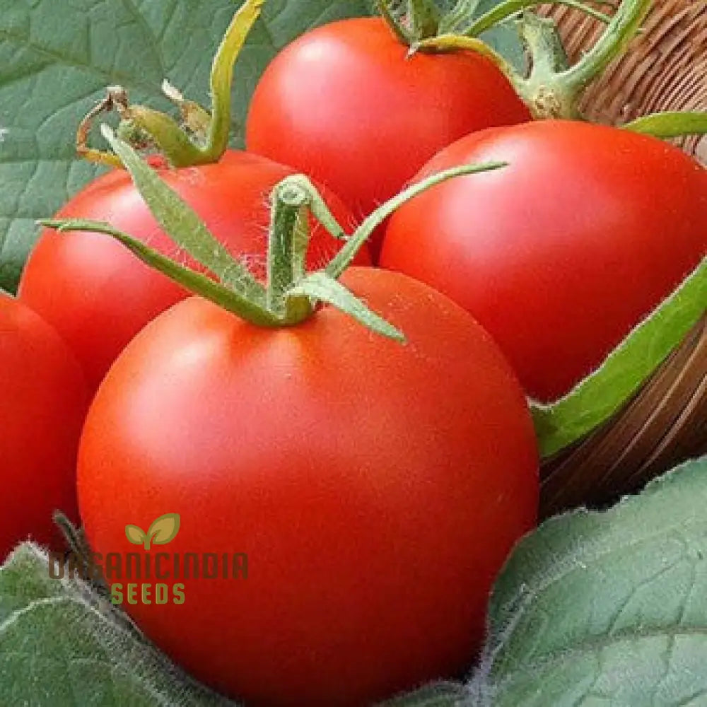 Moneymaker Tomato Seeds Packet, Heirloom Non-GMO Tomato Variety